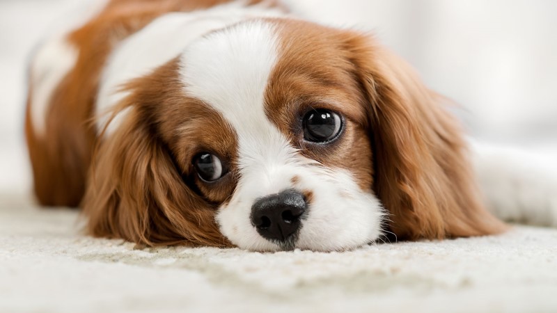 Three Common Puppy Illnesses