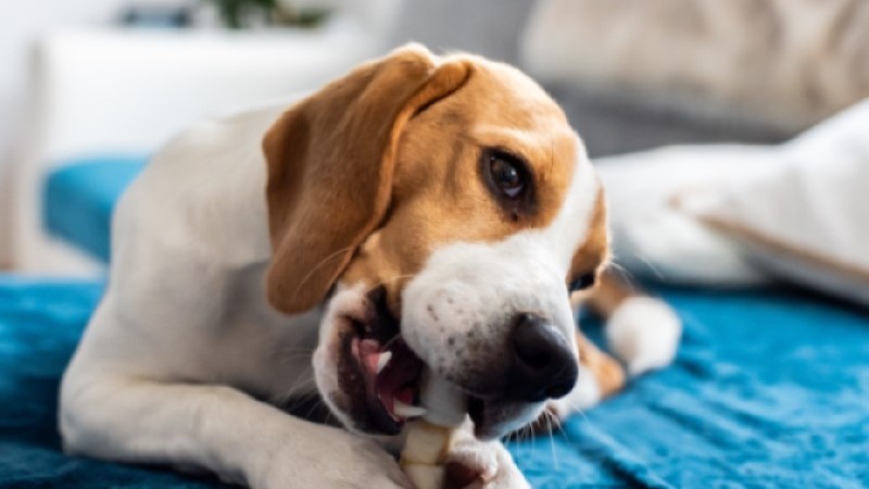 what should i do if my dog swallowed a bone whole