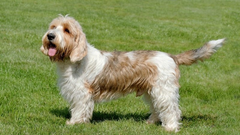 5 Facts About the Petit Basset Griffon Vendéen: Westminster Kennel Club’s Newest Winning Breed