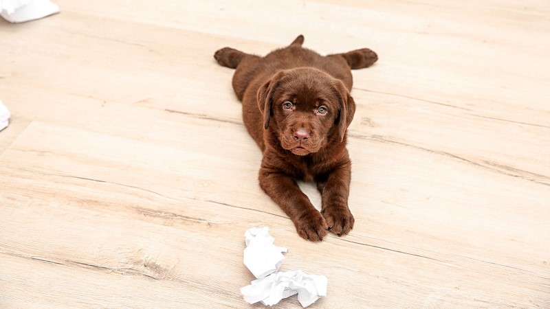 Ultimate Guide: Homemade Enzyme Cleaner for Cat Urine