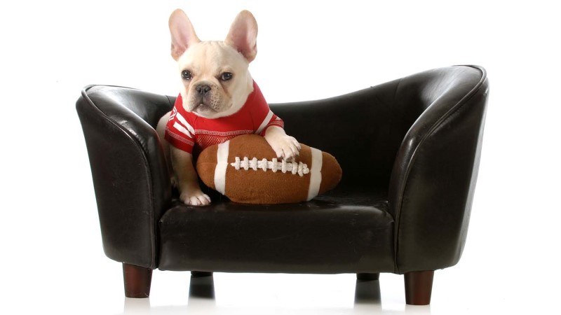 Celebrate Super Bowl LVII Safely with Your Pets!