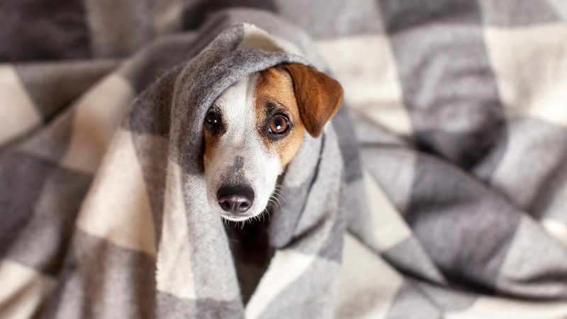 Dog Flu | AKC Pet Insurance