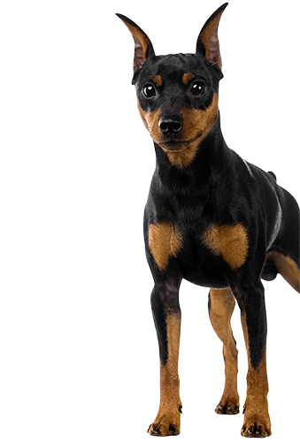 Picture of a minature doberman looking up