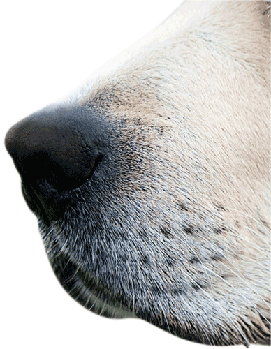 Lab Nose floating image