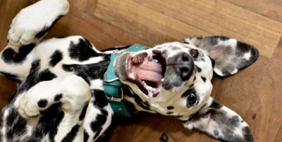 Picture of a dalmation on its back