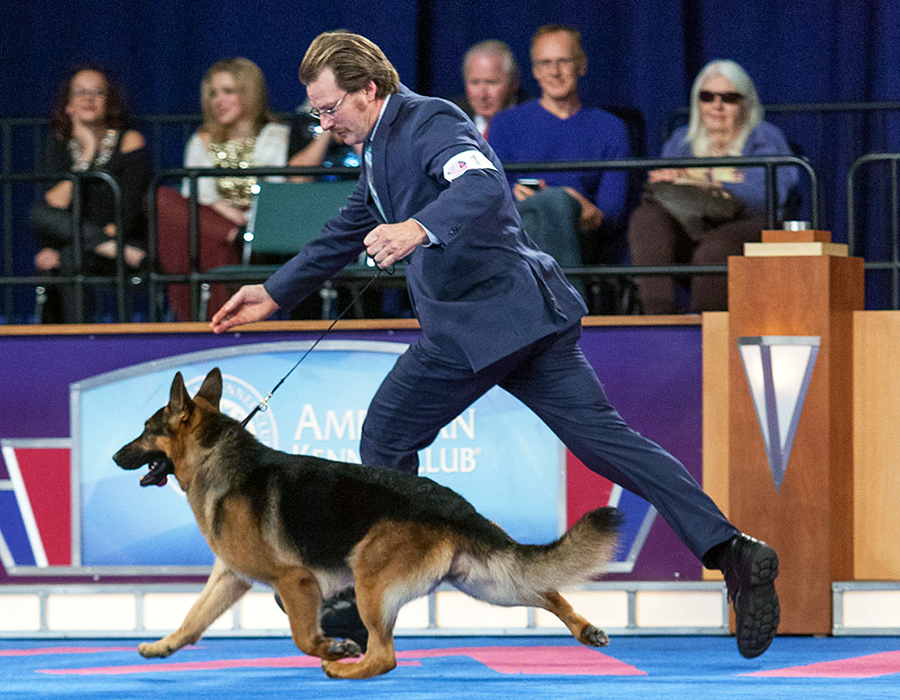 Akc Dog Show Raleigh Nc Akc Dog Show Raleigh Nc