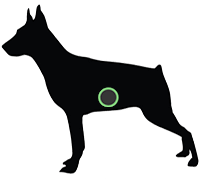 Fox Terrier with Cancer