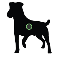 Fox Terrier with Cancer